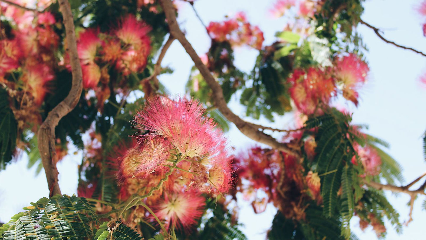 Pink silk tree (Albizia julibrissin) flowers in bloom against a summer sky