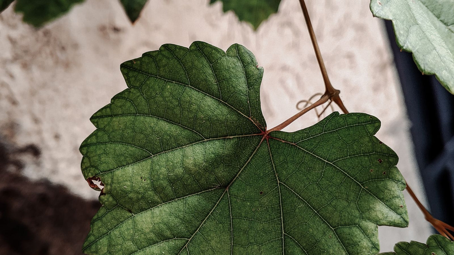Close-up of lush green grapevine leaves with visible veins in natural sunlight