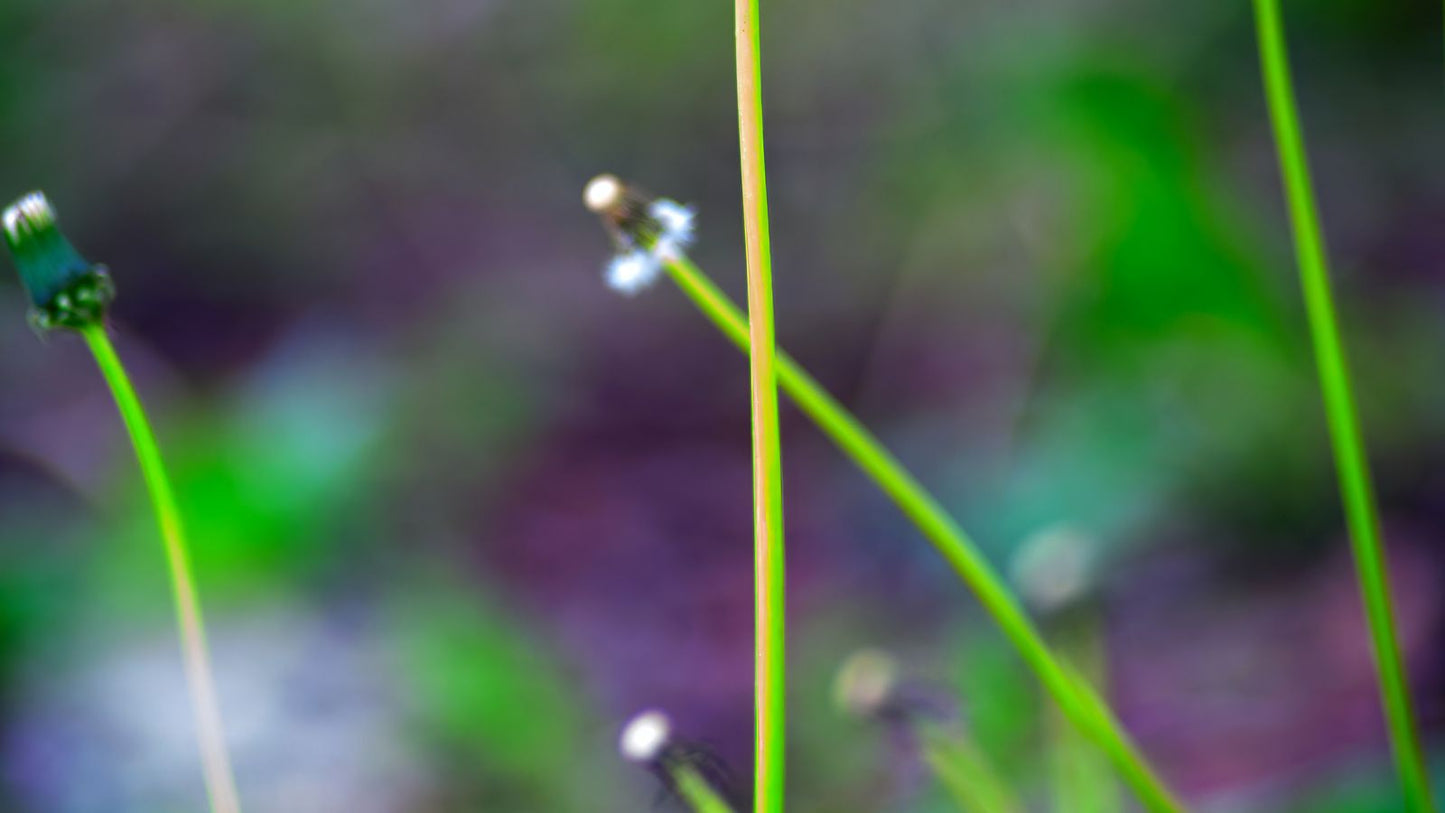 A dandelion in bloom in a lush green field
